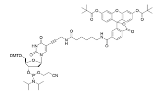 Fluorescein dT Amidite